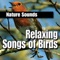 Friendly and Reassuring Budgie Calls - Nature Sounds lyrics