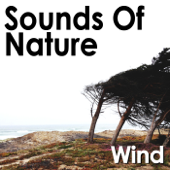 Wind Howls Through the Forest Valley - Pro Sound Effects Library