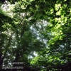 Canopies - EP artwork