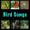 Blue Tit (Parus Caeruleus) - Birds lyrics