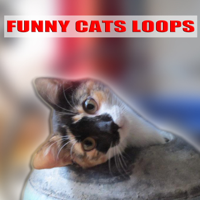 Z Ringtone - Kitten Cat Meowing Loop 2 (Gato Maulla) [Chat Miaule] [Katze] artwork