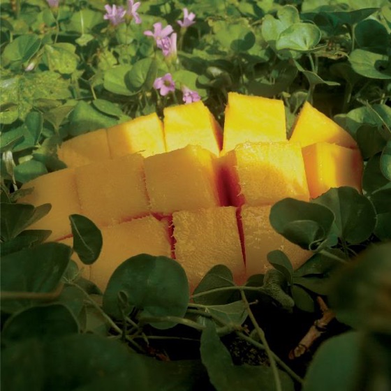 Cover artwork for Psychedelic Mango Vision
