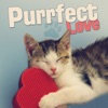 Purrfect Love, 2013