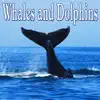 Whales and Dolphins - Sounds of Nature album lyrics, reviews, download