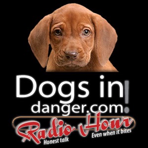 Dog Fostering, too much good gone crazy?