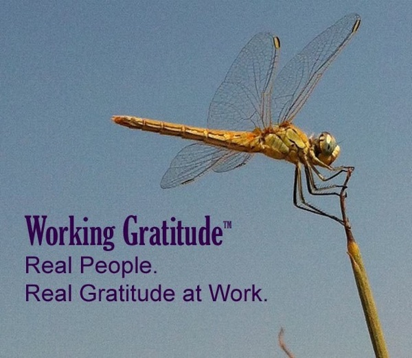Working Gratitude -  Real People. Real Gratitude at Work. cover