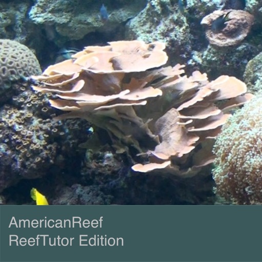 best episodes of americanreef
