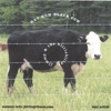 Hay Now Black Cow artwork