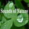 Light Rain and Thunderstorm - Sounds of Nature lyrics