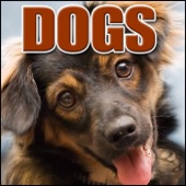 Animal, Dog - Labrador Retriever: Two Barks, Dogs artwork