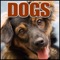 Animal, Dog - Labrador Retriever: Two Barks, Dogs artwork