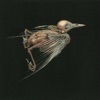 Jenny Hval & Susanna - Droplet
