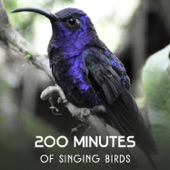 200 Minutes of Singing Birds – Best Nature Sounds for Relaxation, Calming Music from Garden & Forest, Reach Peace of Mind, Stress Relief artwork