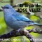 Si Vas para Chile (Remastered) - José Véliz lyrics