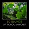 Forest Ambience - Nature Music Sanctuary lyrics