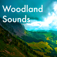Nature Sounds Radio - Woodland Sounds - Natural White Noise, Forest Sounds for Deep Relaxation, Reading and Studying artwork