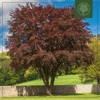 Copper Beech - Single