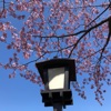 I Still Love You.. - Single