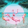 Flamingo - EP