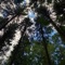 Ferns - Ali George lyrics