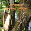 Pure harpe celtique