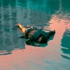 Omar - Indifferente