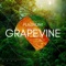 Grapevine - Platinum! lyrics