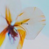 Bloom - Single