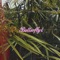 Butterfly - Kumotora lyrics