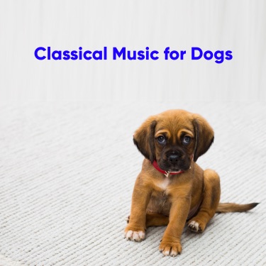 why is classical music good for dogs