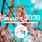 Sakura 2020 artwork