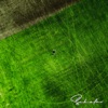Where the Grass Is Greenest - EP