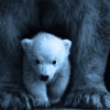 Eric Tripper - Grizzly