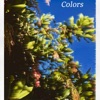 Colors Ep