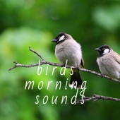 Birds Morning Sounds artwork