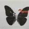 Austria (Exit) cover