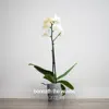 Orchid - Single album lyrics, reviews, download