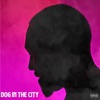 Dog in the City