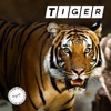 Tiger - Single