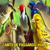 P. Fabio - Sabiá Laranjeira Canto Piedade Senhor