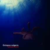 Octopus Vulgaris artwork