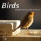 Tropical Birds - John Nature lyrics