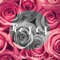 Roses - Tana Rose lyrics