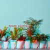 House Plants - Single