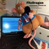 FitzDragon - A Little Bit Me, A Little Bit You
