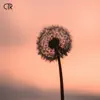 Dandelions - Sped Up - Single album lyrics, reviews, download
