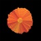 Sun - Sp4ce lyrics