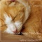 A Moment of Peace - RelaxMyCat, Cat Music Dreams & Cat Music Therapy lyrics