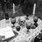 Alex Jones - Outland Camp lyrics