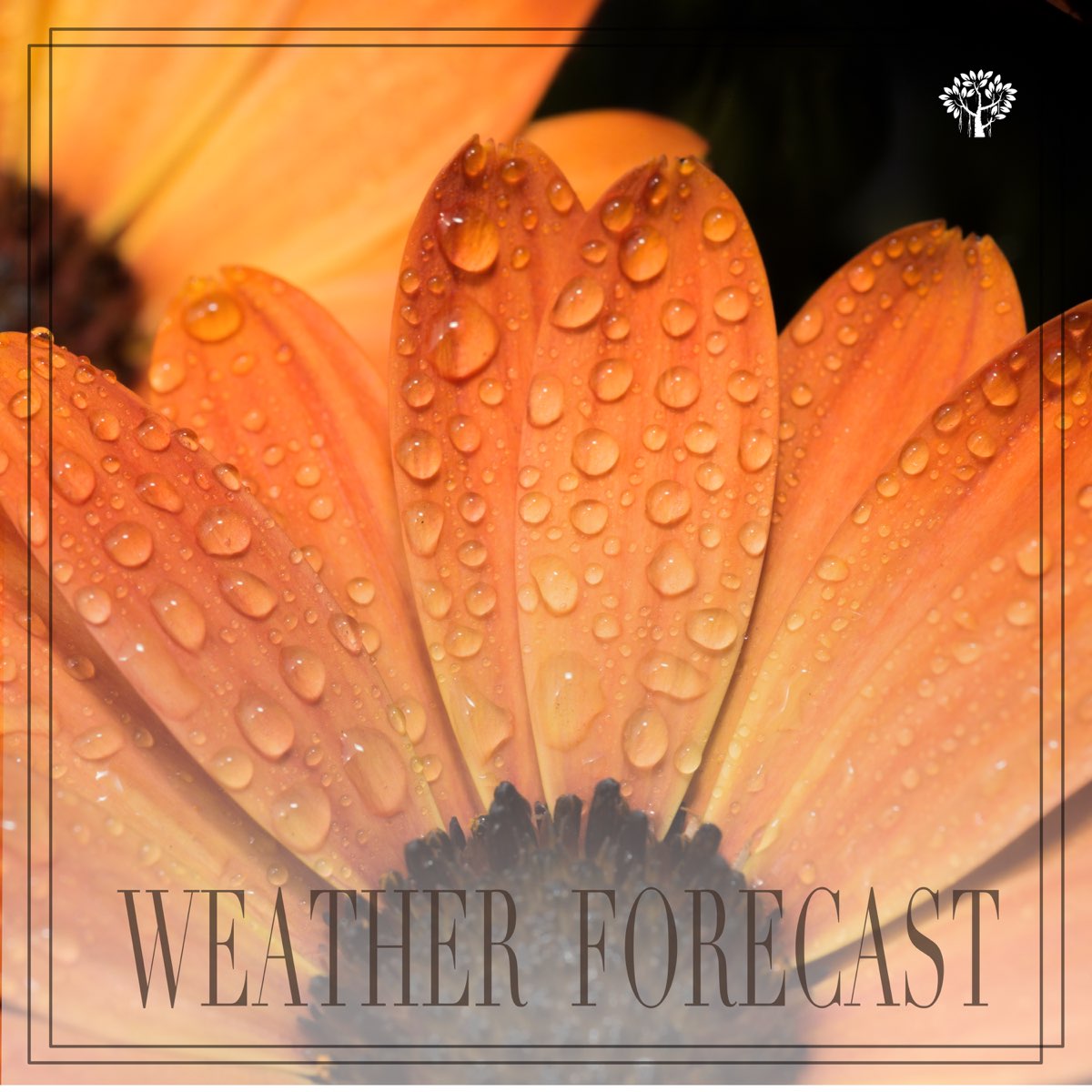 weather-forecast-by-rain-sounds-on-apple-music